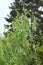 Foliage of a tortuous willow (Salix babylonica \\\'tortuosa\\\')