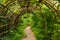 Foliage tunel in the garden