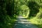 Foliage tunnel path in summer