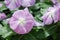 Foliage vinca flowers, purple lavender vinca flowers madagascar periwinkle, potted vinca
