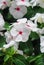 Foliage vinca flowers, white vinca flowers madagascar periwinkle