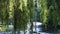 Foliage of weeping willow with Aude river in background