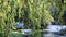 Foliage of weeping willow with Aude river in background