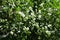 Foliage and white flowers of Philadelphus coronarius