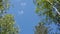 Foliage in windy day. view from below through trees. wind sways the branches with green leaves slow motion