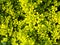 foliage of yellow Japanese Barberry plant