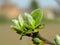 Foliage of young quince tree