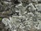 Foliose lichen squamulose