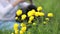 Folk crafts. Handmade. Young woman weaves rattar baskets sitting in the grass. Yellow flowers in the foreground