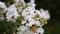 Follow In Blooming White Lagerstroemia Indica Crepe Flower