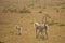 Follow the Leader: Gray Langur Mother and Baby