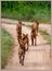 Follow the leader - a pack of fox in the wild trails of Bandipur reserve forest