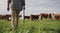 Follow me to where the grass is green. Rearview shot of a man working on a cow farm.