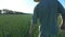 Follow to unrecognizable young farmer walking through the cereal field and touching green wheat ears on summer day