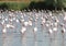 Following flamingos in the Camargue, France