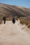 Following a Magellanic Penguin, Punta Ninfas, Argentina