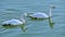 Following shot of a pair of whooper swans swimming in lake. (Slow-motion of swans drinking water
