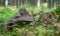 Fomes fomentarius on Decaying Spruce Stump