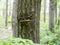 Fomes fomentarius on the oak tree in the wood