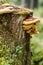 Fomitella fungus on dead stump