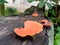 Fomitopsidaceae mushrooms growing on dead trees