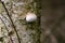 Fomitopsis betulina birch pore fungus mushroom in colourful autumn forest