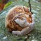 Fomitopsis betulina mushroom