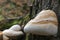 Fomitopsis betulina, Piptoporus betulinus, commonly known as the birch polypore, birch bracket, or razor strop - selective focus