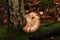 Fomitopsis betulina - previously Piptoporus betulinus, known as the birch polypore