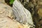 Fomitopsis betulina, previously Piptoporus betulinus, known as the birch polypore, birch bracket, or razor strop