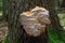 Fomitopsis pinicola. inedible mushrooms.