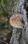 Fomitopsis pinicola photographed during guttation. Guttation is the physiological