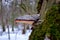 Fomitopsis pinicola, is a stem decay fungus common on softwood and hardwood trees.