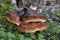 Fomitopsis pinicola, is a stem decay fungus common on softwood and hardwood trees. Its conk is known as the red-belted conk