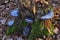 Fomitopsis pinicola, is a stem decay fungus common on softwood and hardwood trees. Its conk is known as the red-belted conk