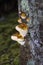 Fomitopsis pinicola, is a stem decay fungus common on softwood and hardwood trees. Its conk is known as the red-belted conk