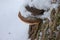 Fomitopsis pinicola, stem decay fungus on old spruce tree, Slovakia