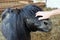 Fondle Shetland Pony Closeup Hand