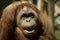 Fondness Orangutan