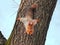 Food animals.Beautiful, red squirrel