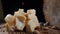 Food art. Different sorts of cheese and nuts beautifully arranged on wooden background.. Red round pepper falling down