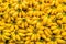 food background bananas.Fresh banana yellow background in the fruit market