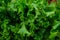 Food background Brassica oleracea or commonly know as kale