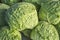 Food background, close up view of young ripe fresh savoy cabbage on morning weekly marketplace in Spain