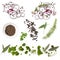 Food Background Collection Onions Herbs Peppercorns