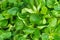 Food background: cornsalad lamb lettuce leaves
