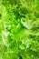 Food background of growing lettuce leaves. Lettuce on the garden bed of the city garden. Vertical vegetable food
