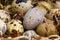 Food background. Macro. Quail eggs in paper shavings