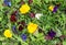 Food background Salad leaves herbs eatable flowers