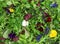 Food background Salad leaves herbs pansy flowers